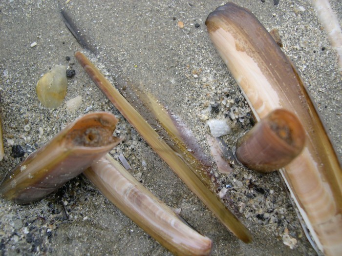 Трубчатый моллюск. Навахас моллюски. Морской черенок (solen marginatus).. Морской черенок Азовское море. Черенок Крузенштерна моллюск.