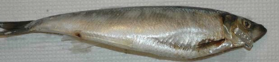 Een haring met een ‘burst belly’. Dit komt met name voor bij haring tijdens een vreetperiode. Door de gebarsten buik is de vis ongeschikt voor menselijke consumptie en is daardoor een economisch verlies voor de pelagische visserij.