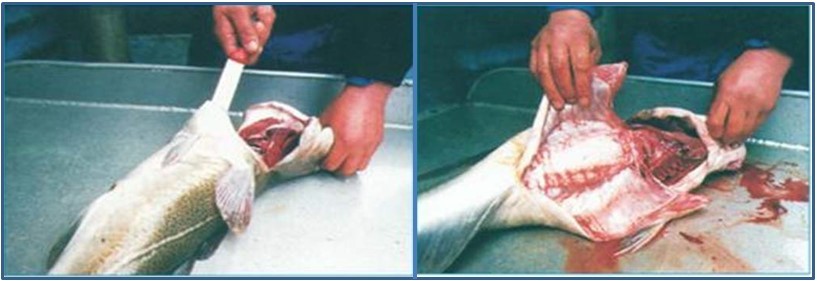 Bij het strippen van rondvis begin je met snijden van achter de kieuwdeksel (links) tot aan de anus (rechts).