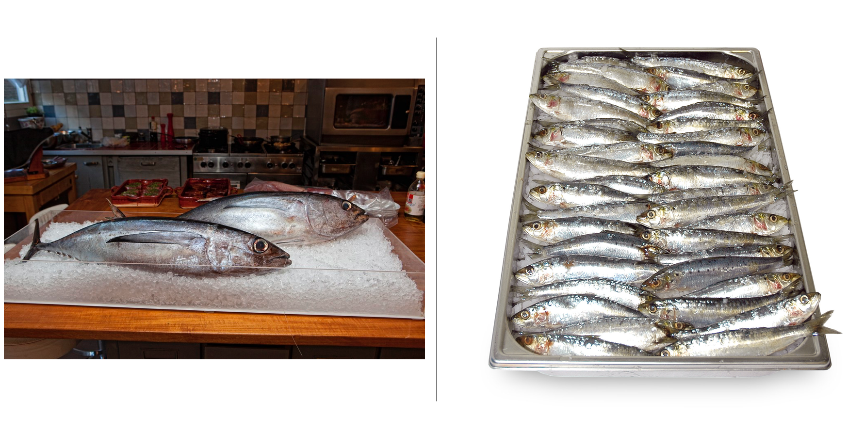 Twee afbeeldingen van vissoorten die gevoelig zijn voor histamine. Links tonijn op ijs, rechts sardines op ijs.