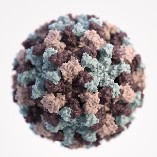 3D weergave van een Norovirus