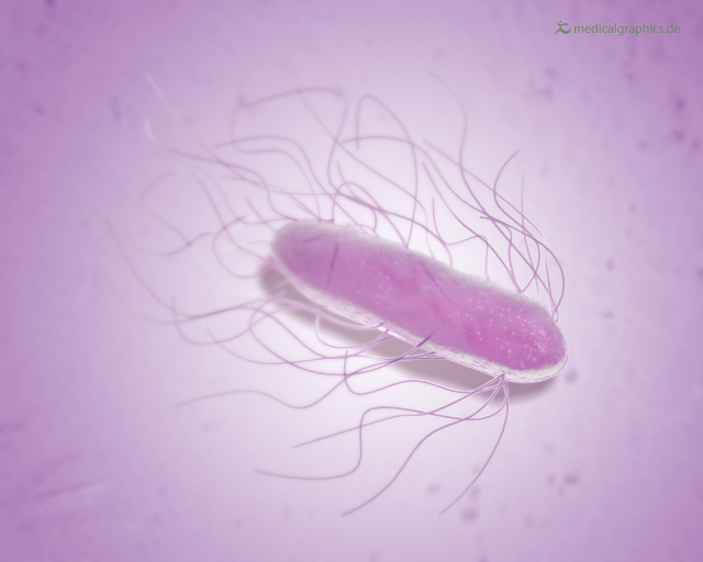 Een tekening van een Salmonella bacterie