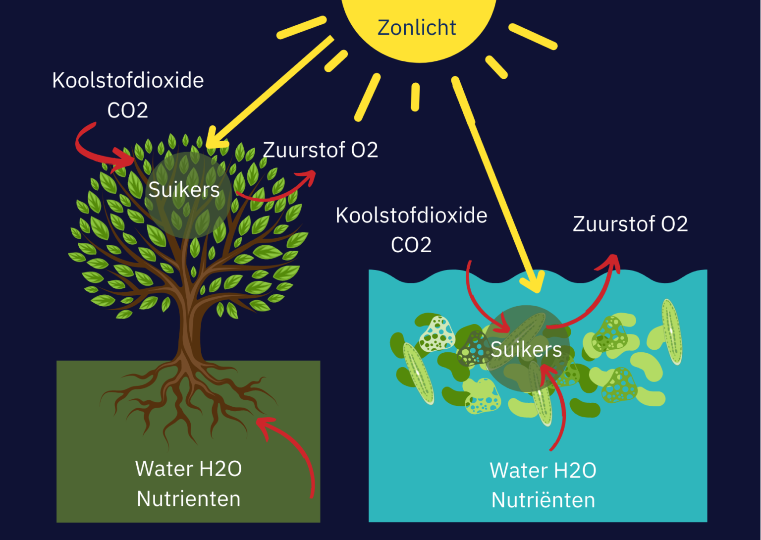 Aquacultuur - Vistikhetmaar